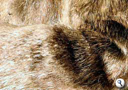 Beaver fur