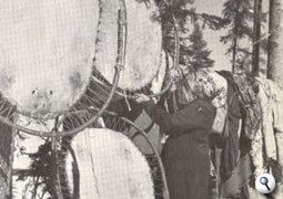 Native woman preparing beaver pelts